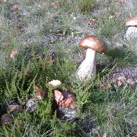 פארק נופש Centre *