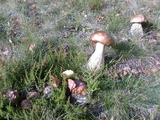 פארק נופש Centre *